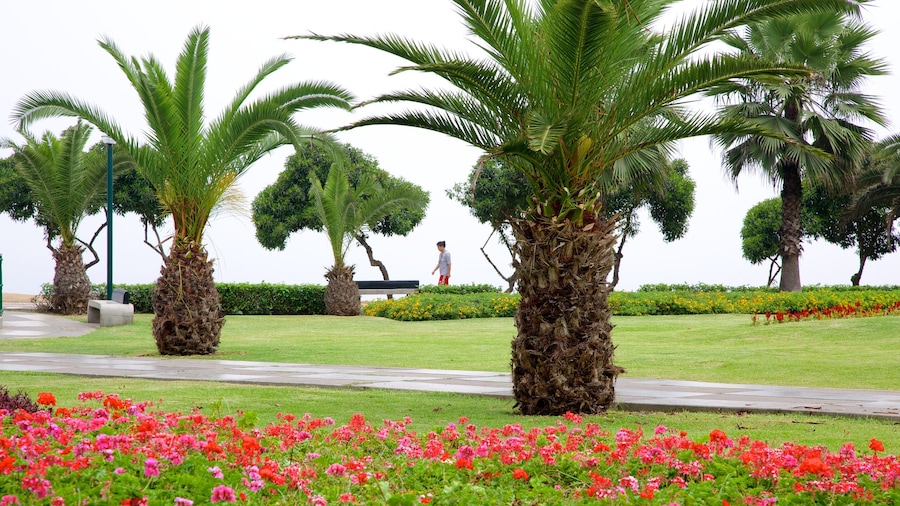 Lima que incluye flores, escenas tropicales y un parque