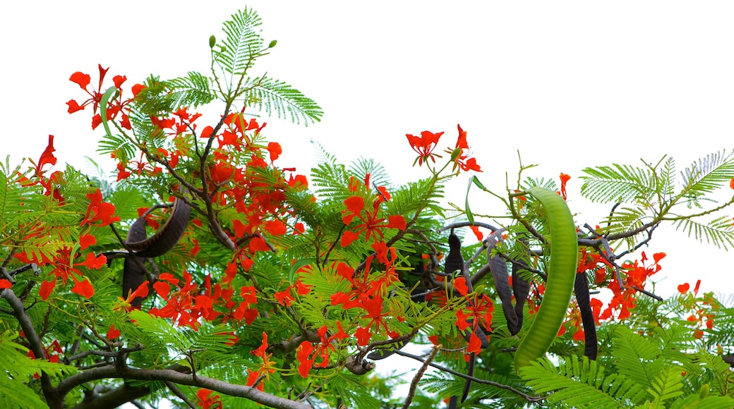 El Ocotal das einen Blumen und Wildblumen