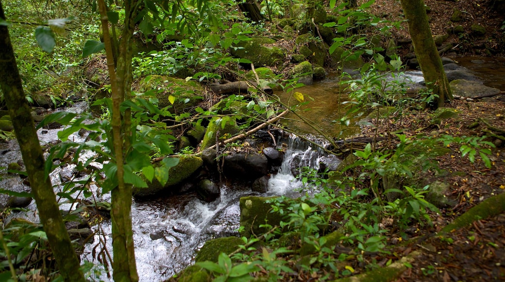 Nationaal park Rincon de la Vieja inclusief regenwoud, een rivier of beek en bossen