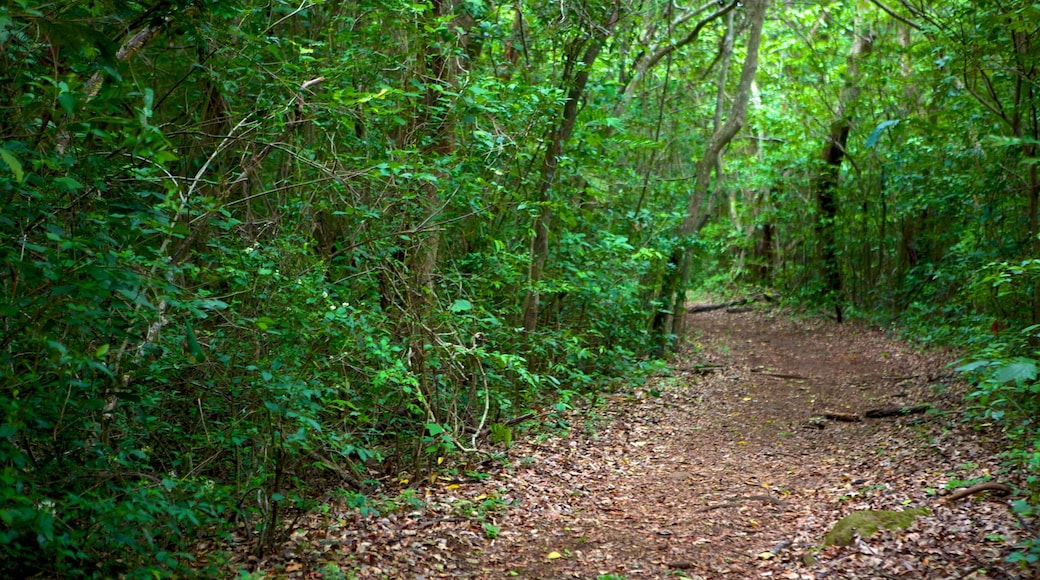 Parque Nacional Rincón de la Vieja ofreciendo selva y bosques