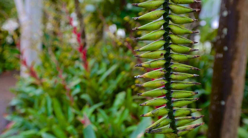 Curitibas botaniska trädgård som inkluderar en trädgård