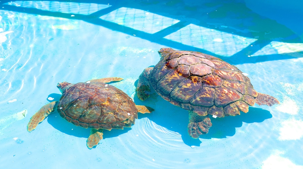 Tamar Project inclusief zeedieren en dierentuindieren