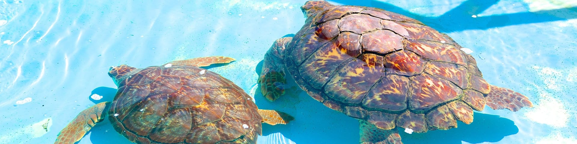 Tamar Project which includes zoo animals and marine life
