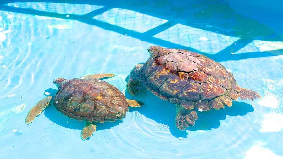 Tamar Project which includes zoo animals and marine life