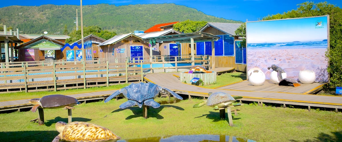 Tamar Project showing zoo animals