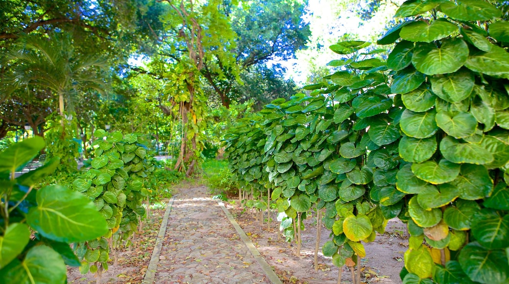 Passeio Público que incluye jardín