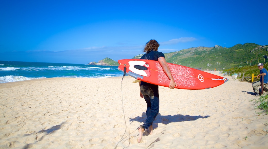 Mole strand som viser strand og surfing i tillegg til en mann