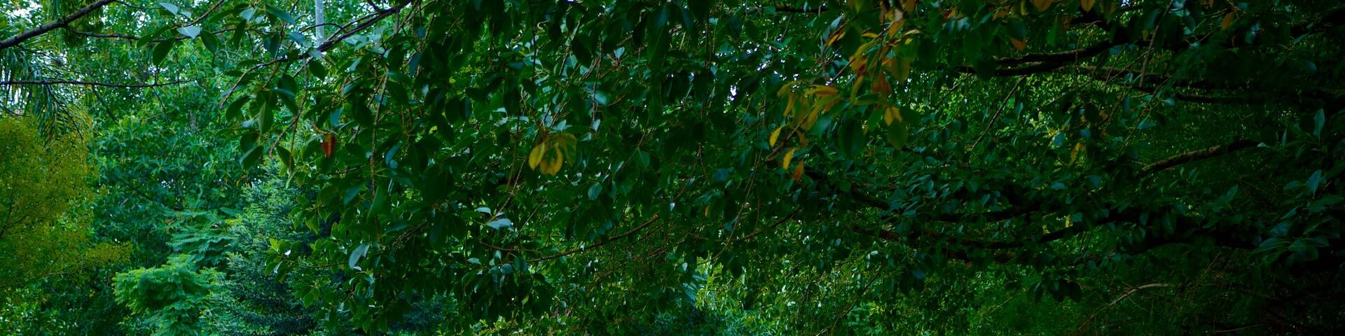 Moinhos de Vento Park which includes hiking or walking and a garden as well as an individual male