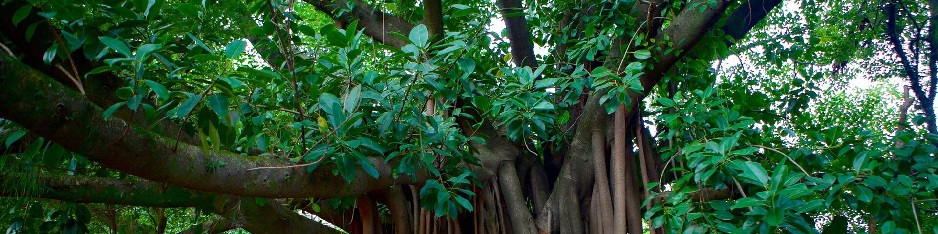 Moinhos de Vento Park which includes a park