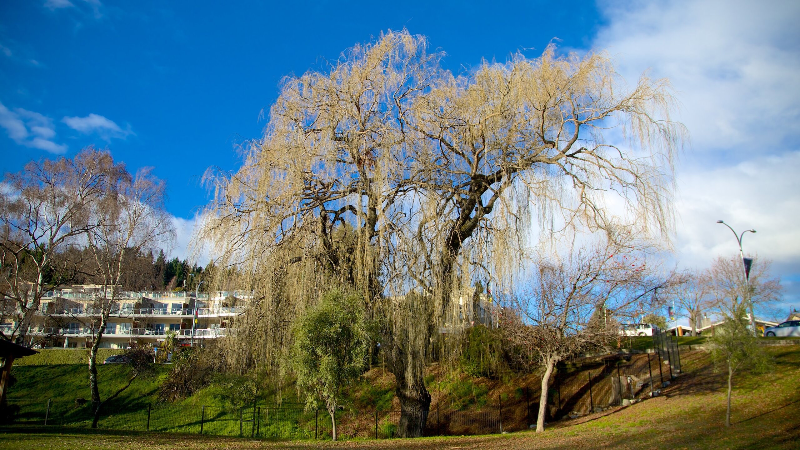 Wanaka showing a garden