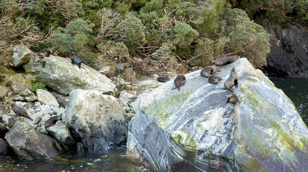 Milford Sound featuring marine life and rocky coastline