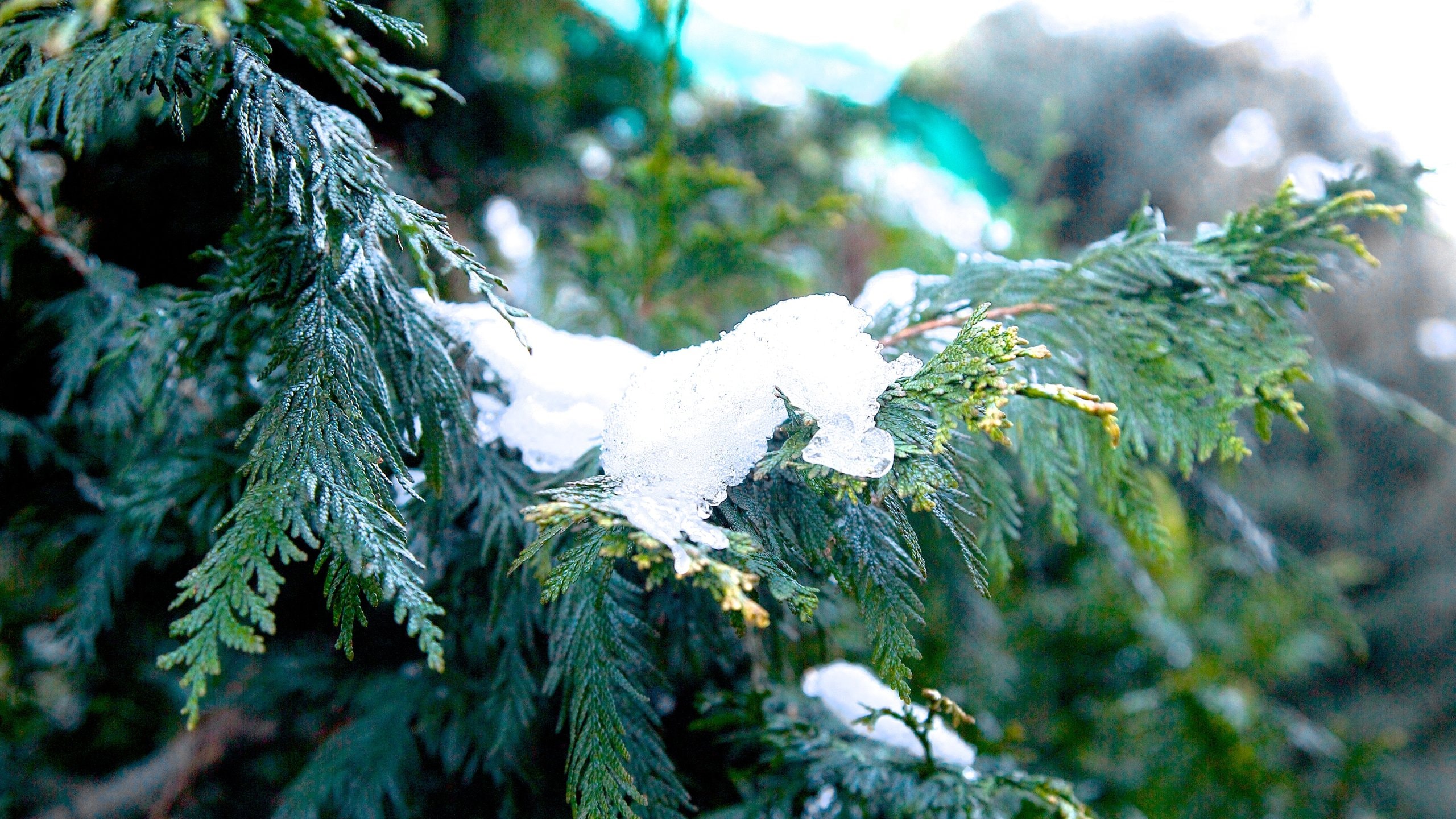 Lake Tekapo featuring snow
