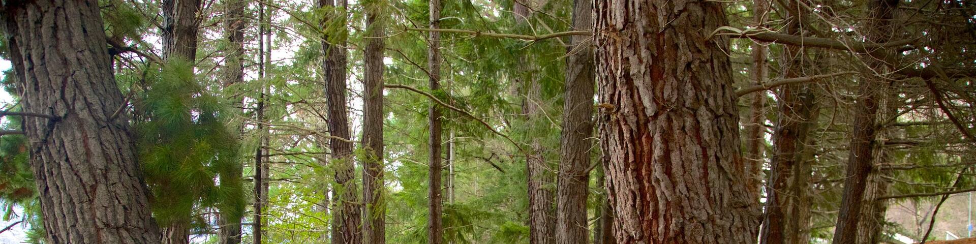 Queenstown Gardens showing forest scenes