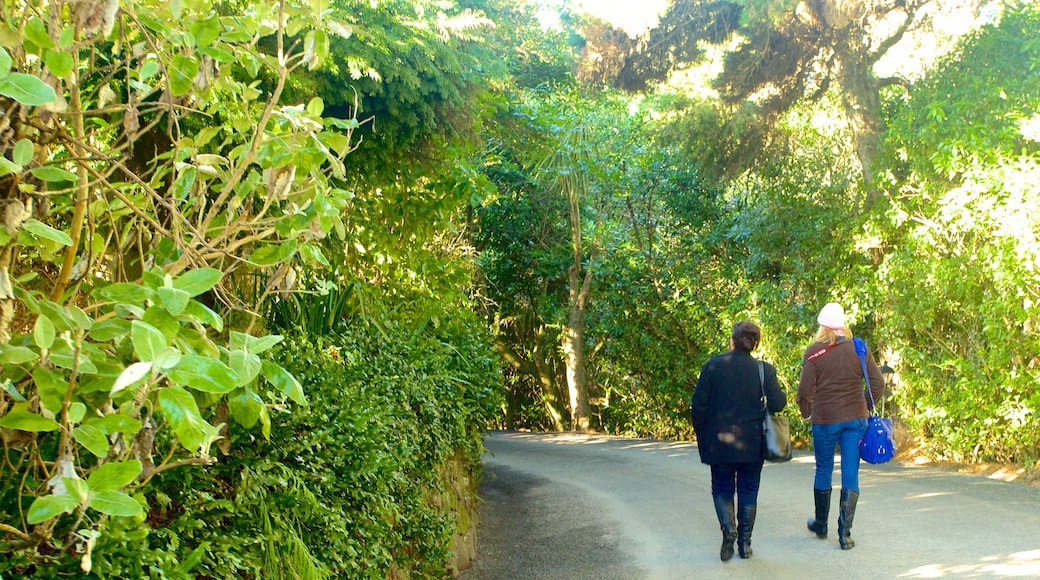 Larnach Castle mostrando senderismo o caminata, bosques y un jardín