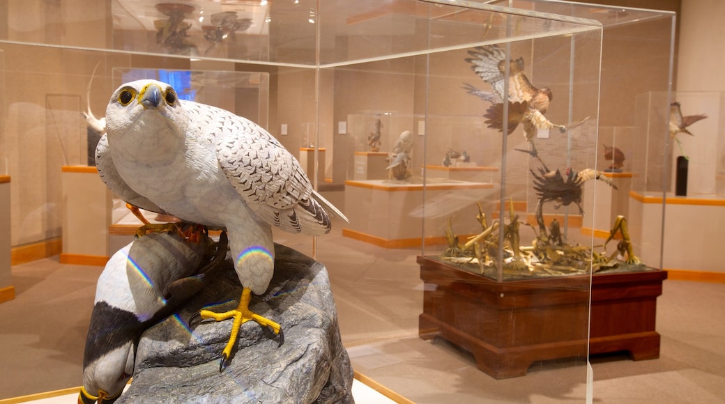 Ward Museum of Wildfowl Art inclusief interieur en vogels