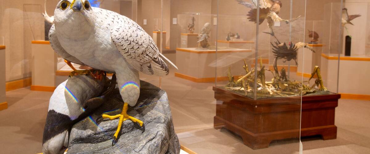 Ward Museum of Wildfowl Art which includes interior views and bird life