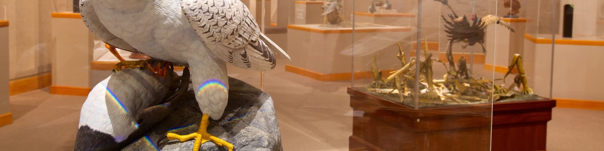 Ward Museum of Wildfowl Art which includes interior views and bird life