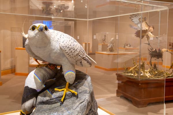 Ward Museum of Wildfowl Art mettant en vedette vie des oiseaux et vues intérieures