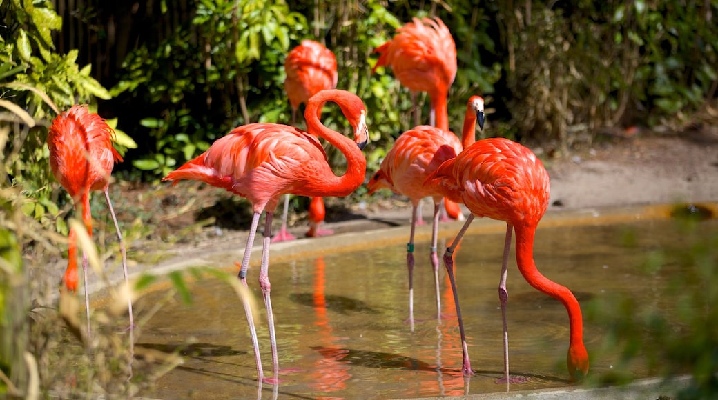 Zoológico de Salisbury ofreciendo animales del zoológico y vida de las aves