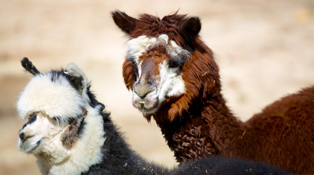 Zoológico de Salisbury mostrando animales terrestres, animales tiernos y animales del zoológico