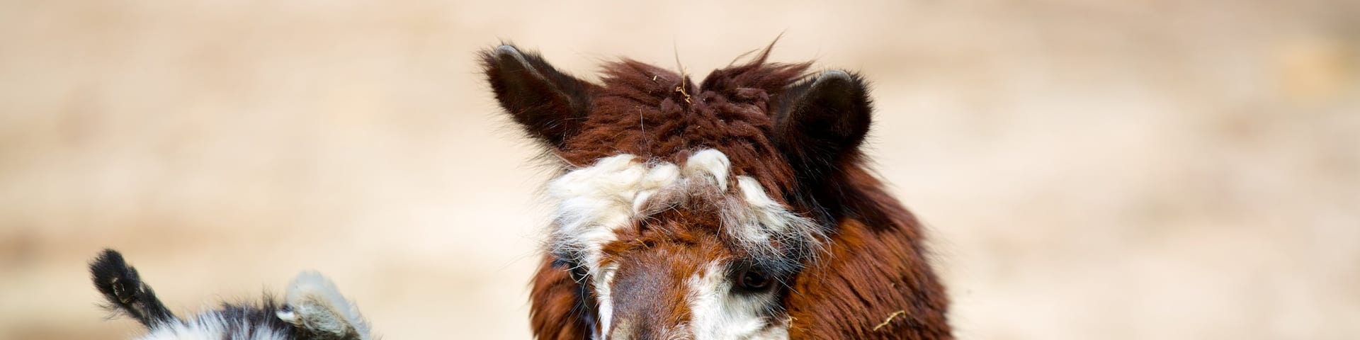 Salisbury Zoo featuring land animals, zoo animals and cuddly or friendly animals