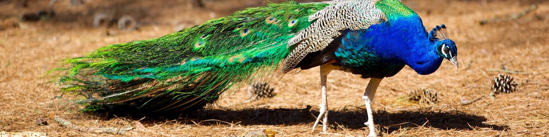 Salisbury Zoo showing zoo animals and bird life