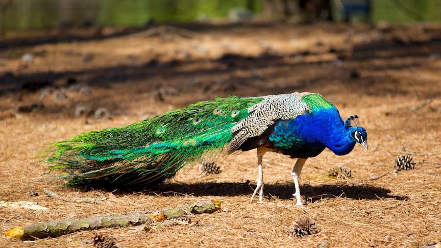 ZoolĂłgico de Salisbury que inclui animais de zoolĂłgico e vida das aves