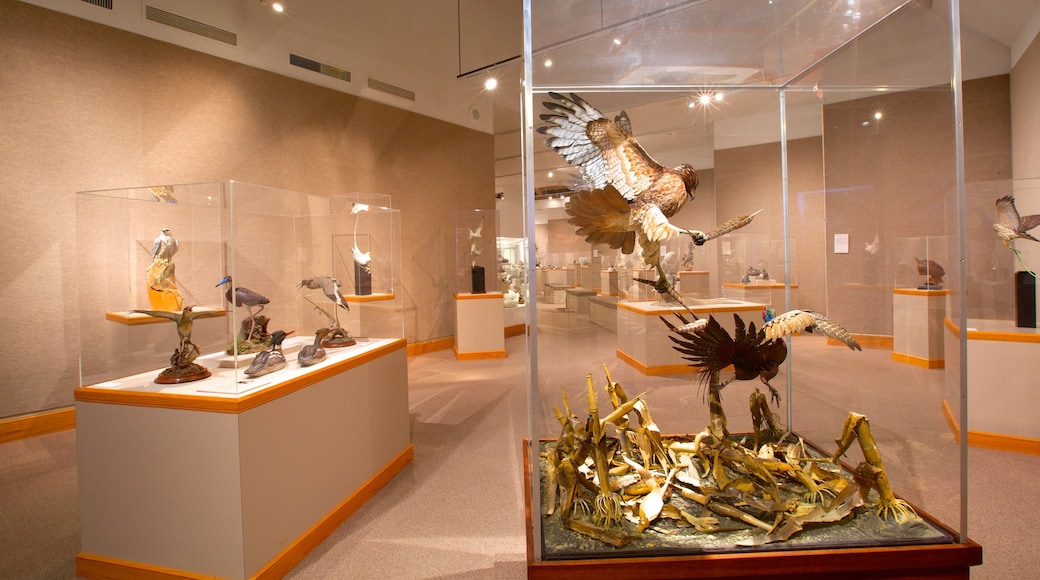 Ward Museum of Wildfowl Art presenterar interiörer