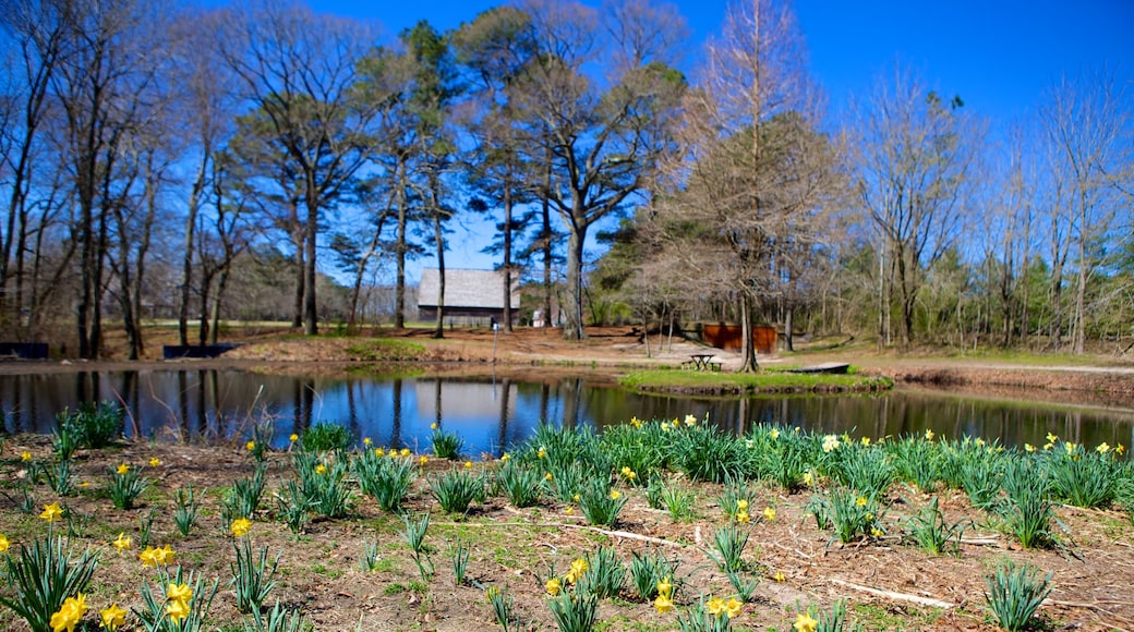 ペムバートン歴史公園 どの含み 池, 野花 と 公園