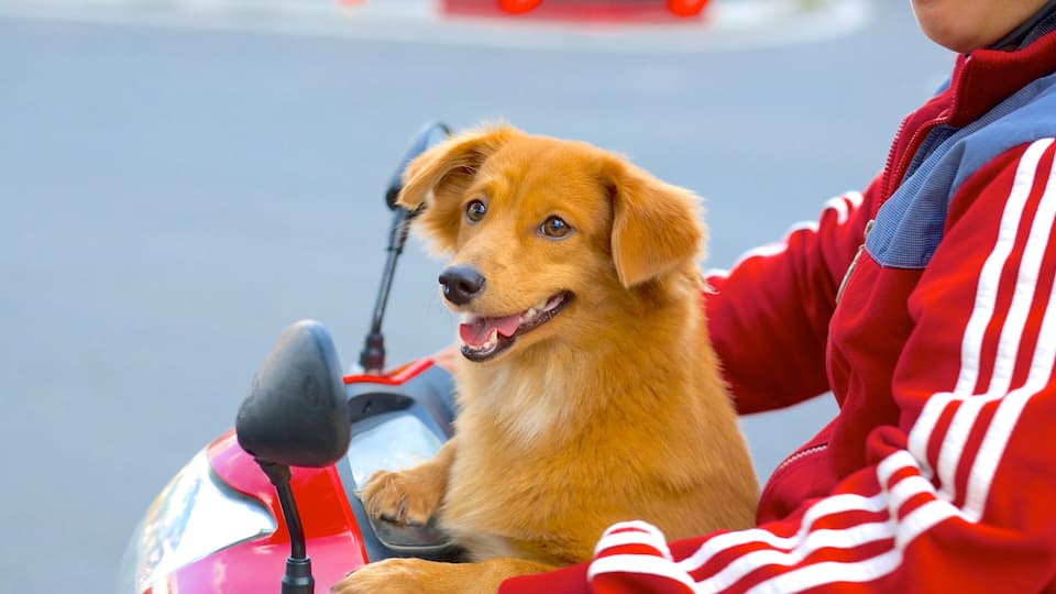 Ho Chi Minh City showing cuddly or friendly animals and motorbike riding