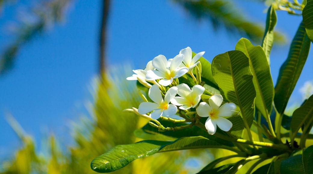 Phan Thiet Beach inclusief wilde bloemen en bloemen