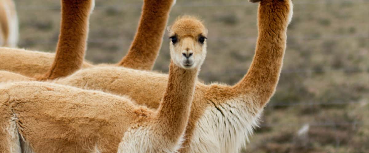 Colca Canyon showing cuddly or friendly animals and land animals