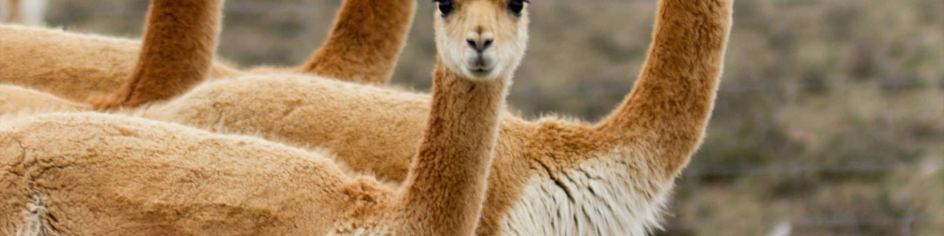 Colca Canyon featuring cuddly or friendly animals and land animals