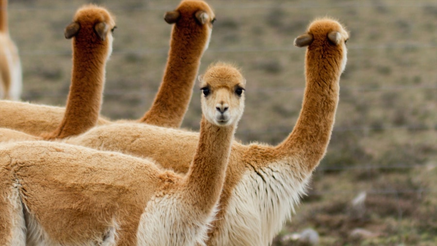 Cañón del Colca ofreciendo animales terrestres y animales domésticos