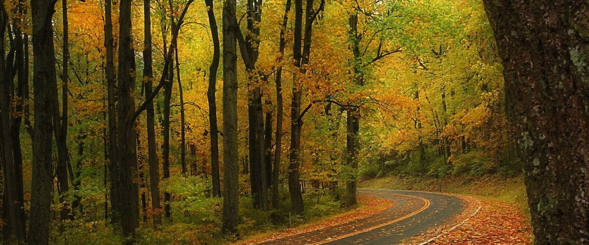 Luray which includes forest scenes and autumn leaves