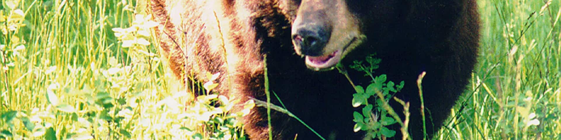 Rexburg montrant animaux dangereux, animaux terrestres et animaux de zoo