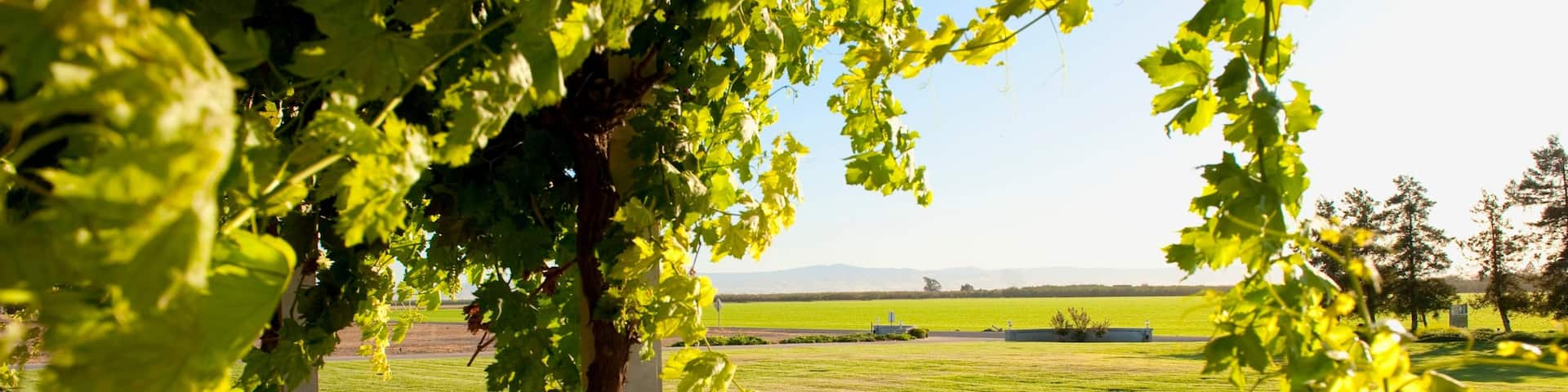 Modesto featuring a garden
