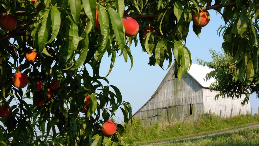 Athens qui includes ferme
