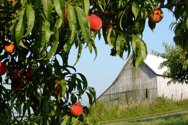 Athens qui includes ferme