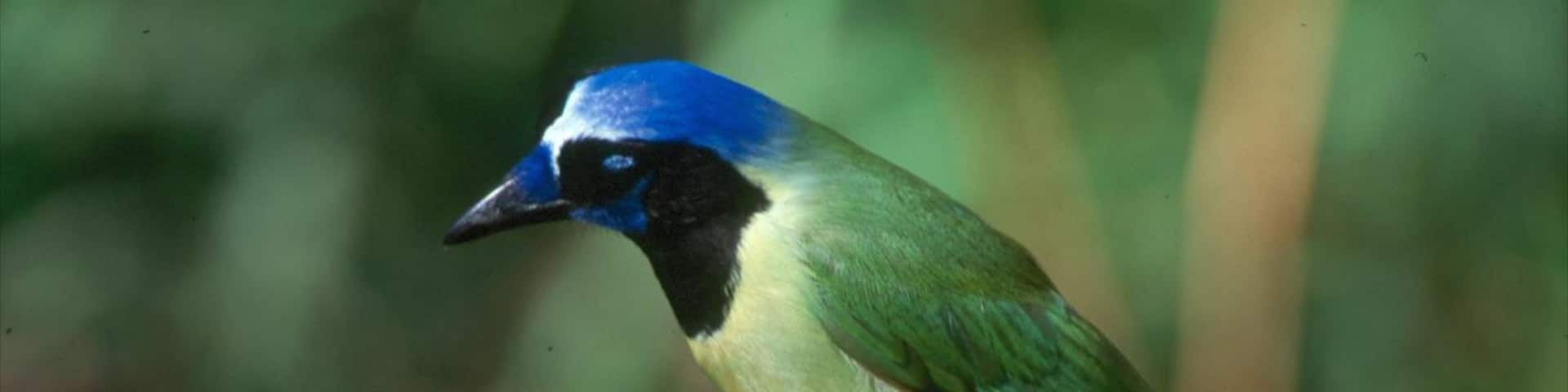 McAllen showing bird life