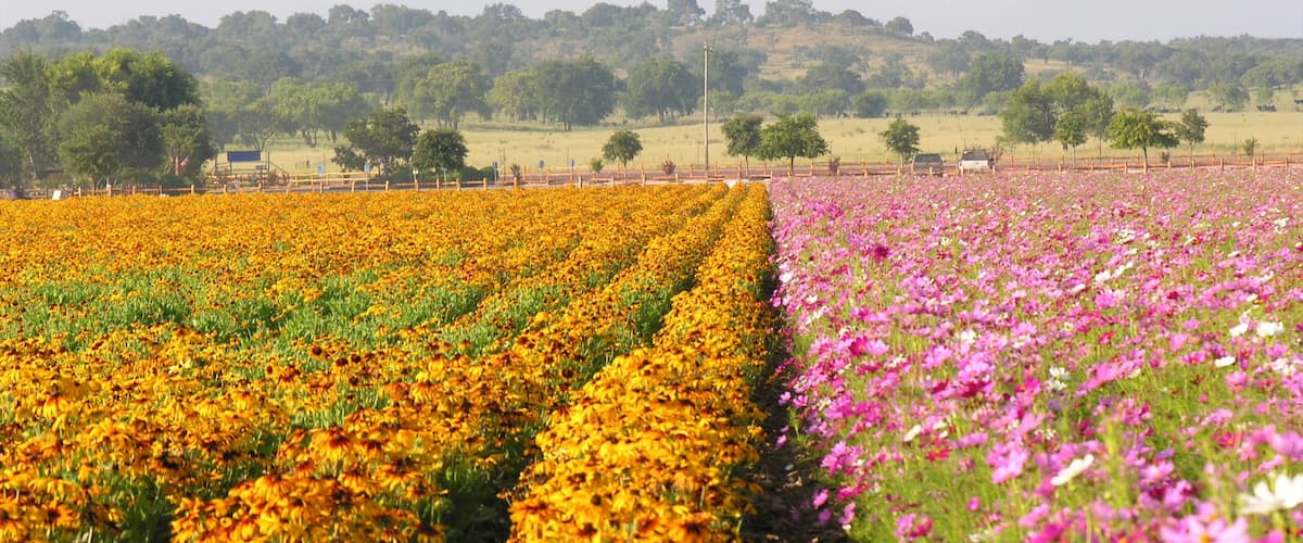 Fredericksburg featuring landscape views, flowers and wildflowers
