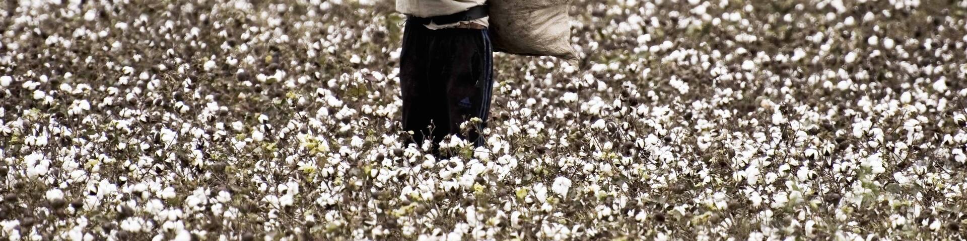 Chaco showing farmland and flowers as well as an individual male
