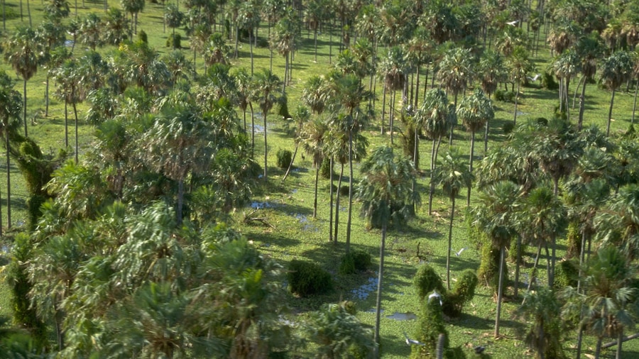 Formosa featuring tranquil scenes