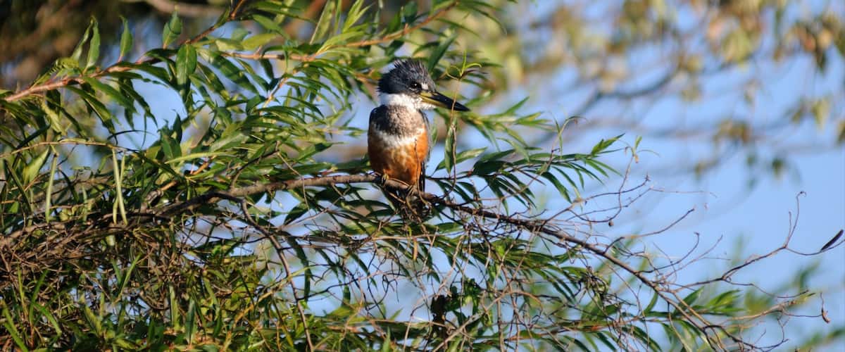 Corrientes ofreciendo vida de las aves