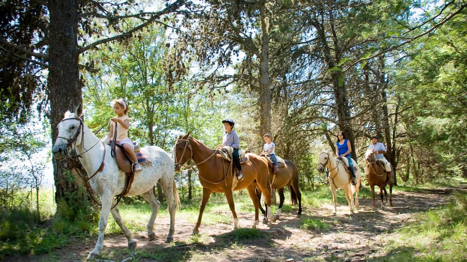 Cordoba which includes land animals and horse riding as well as a large group of people