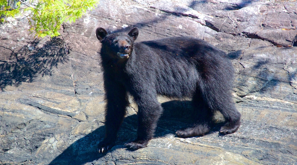 Tofino welches beinhaltet Zootiere und gefährliche Tiere