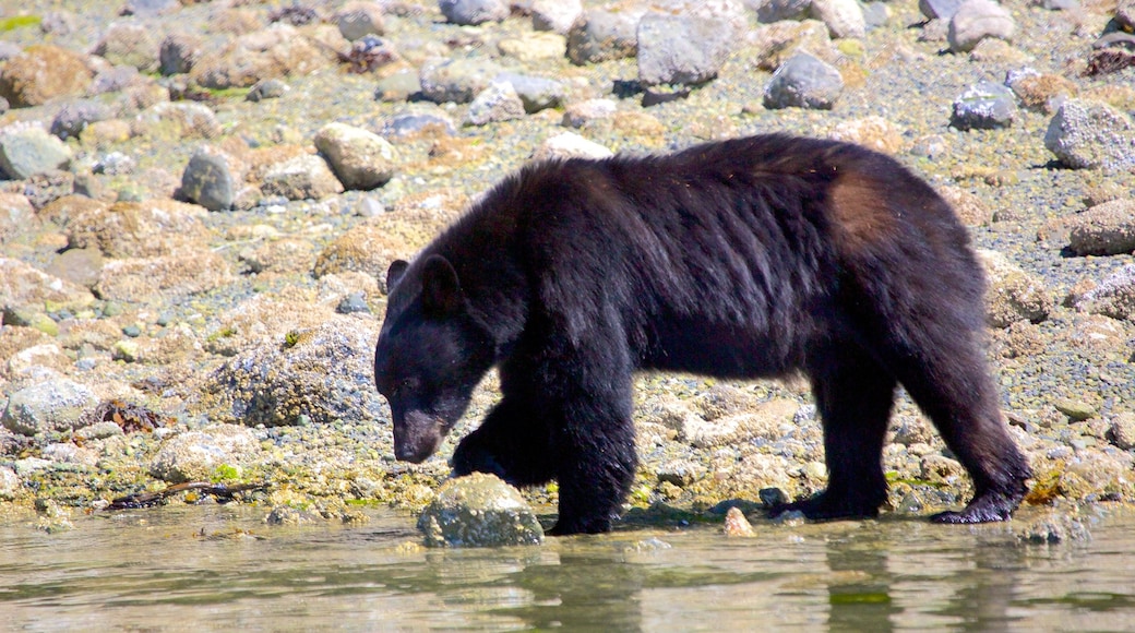 Tofino caracterizando animais perigosos e animais de zoológico