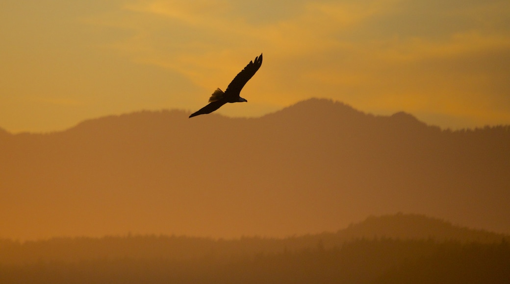 Tofino mostrando um pôr do sol e vida das aves