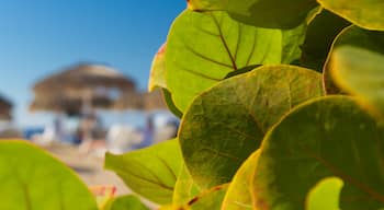 Adeje caratteristiche di vista della costa