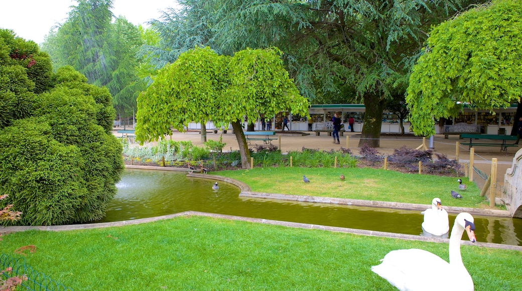 Alameda Park which includes bird life, a pond and a garden